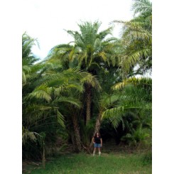 Reclinata Palm 34' Overall Height